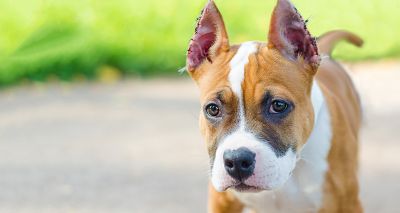 Most people unaware cropping dogs’ ears illegal, survey finds